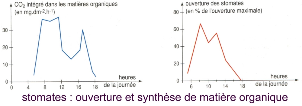 stomate degre ouverture et MO synthetisee.jpg
